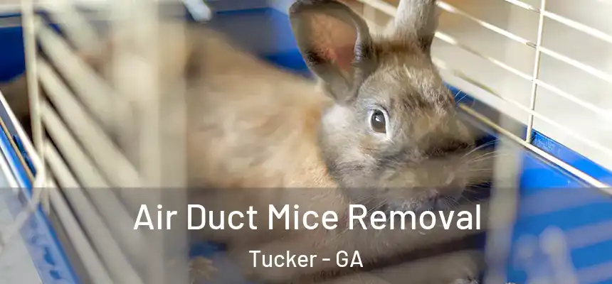 Air Duct Mice Removal Tucker - GA